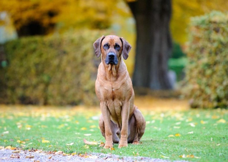#14. Rhodesian ridgeback