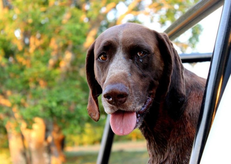 #3. German shorthaired pointer