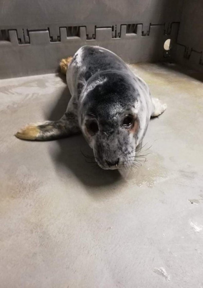 Seal rescue ireland, atria,