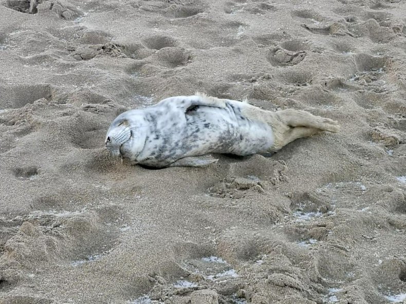 Seal rescue ireland, atria,