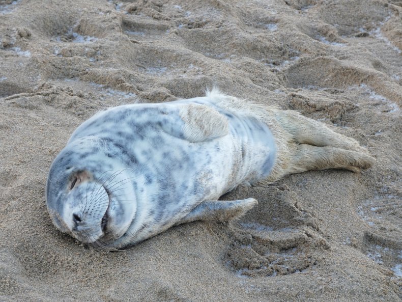 seal rescue ireland atria