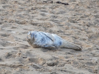 seal rescue ireland atria seal rescue ireland atria