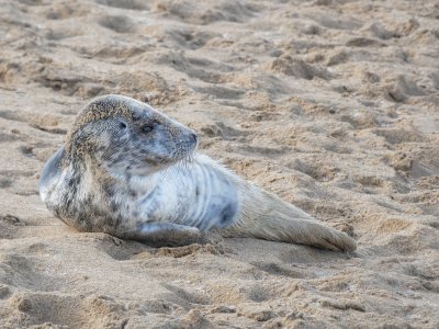 seal rescue ireland atria seal rescue ireland atria