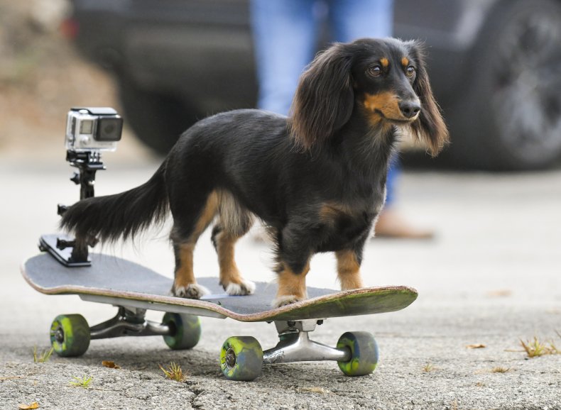 Daschund Dog