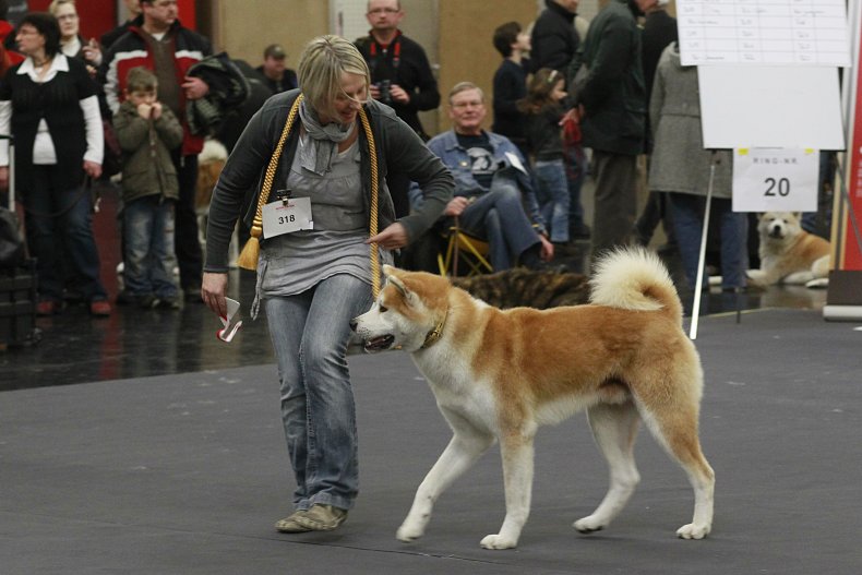 Akita