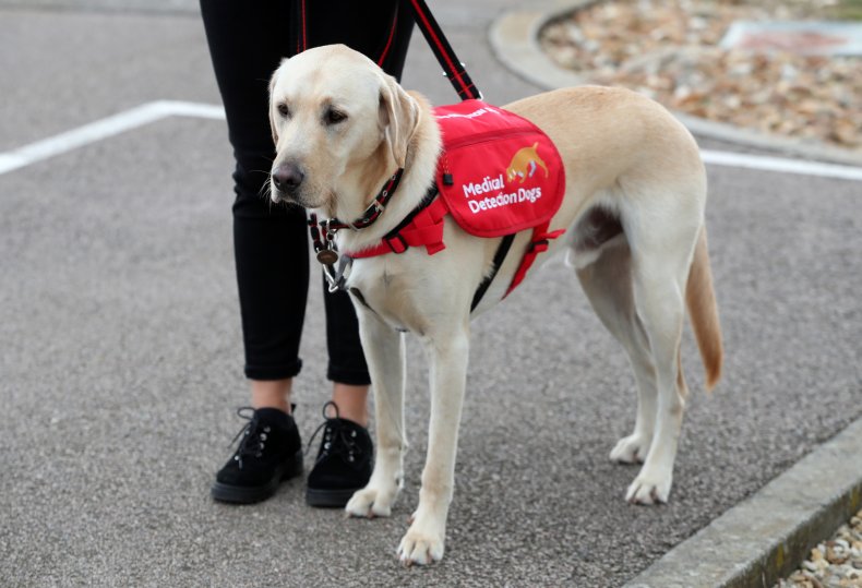 Labrador Retriever