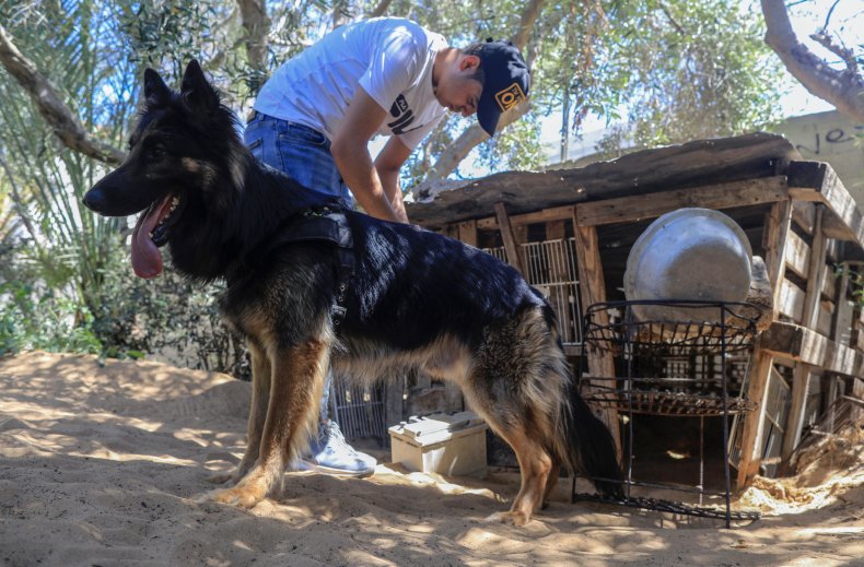 German Shepherd