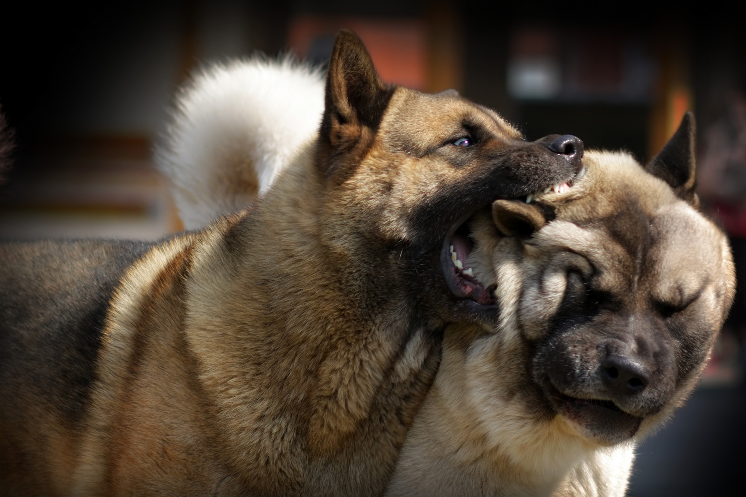 Alleged Dog Fighting Ring Busted, 11 People Arrested Also Face Drug Charges