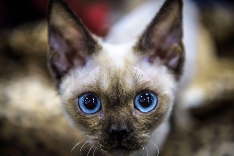 These Are the 11 Smartest Cat Breeds