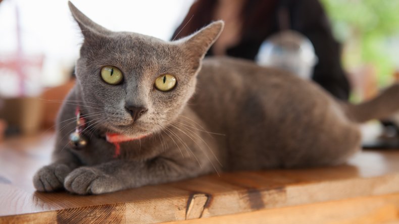 These Are the 11 Smartest Cat Breeds