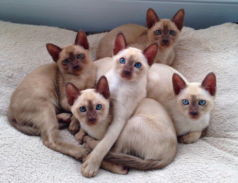 These Are the 11 Smartest Cat Breeds