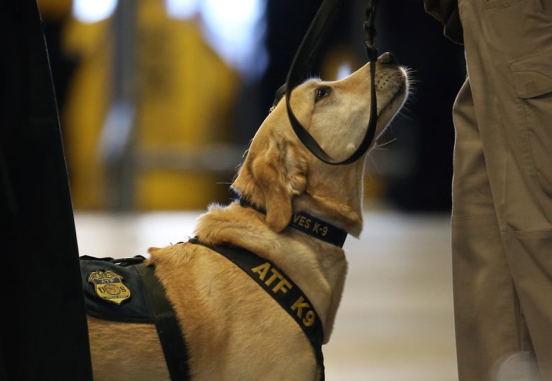 NFL super bowl security threat bomb-sniffing dog