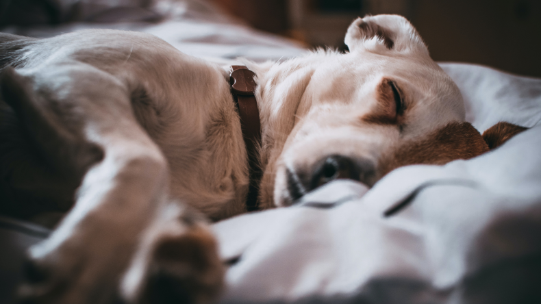 dog
