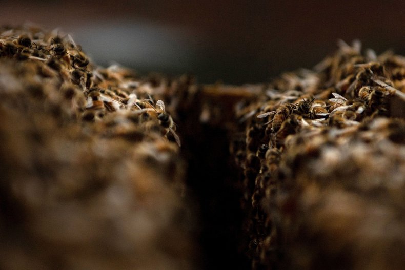 Stock image inside a bee hive