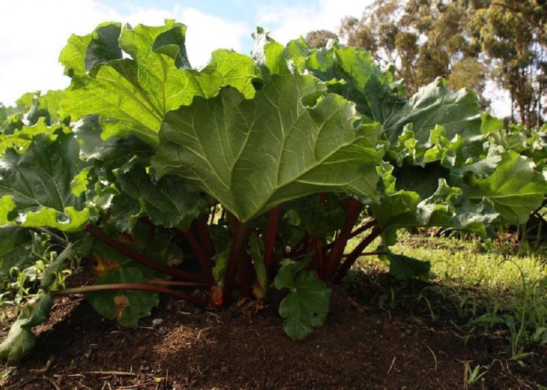 Rhubarb