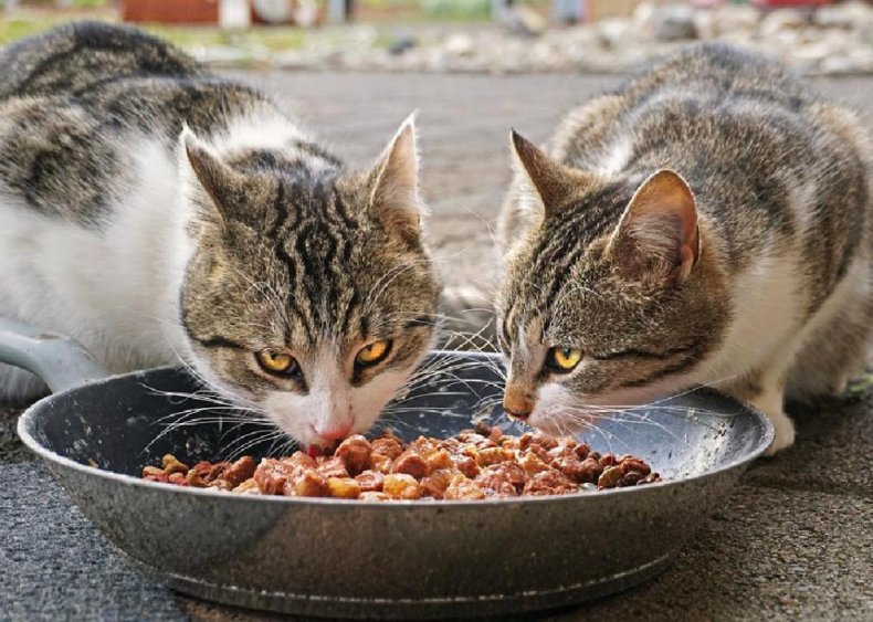 Cat food