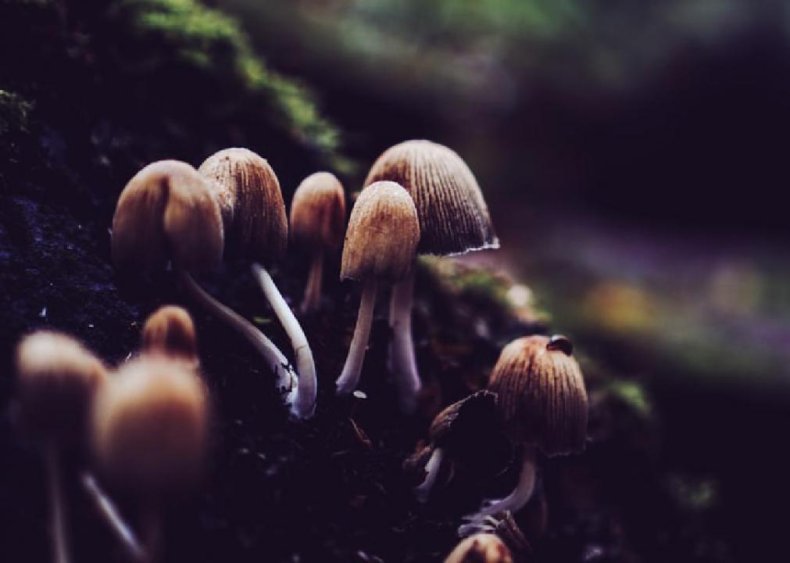 Wild mushrooms