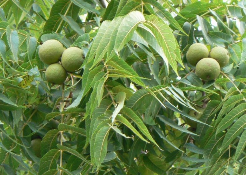 Black walnuts
