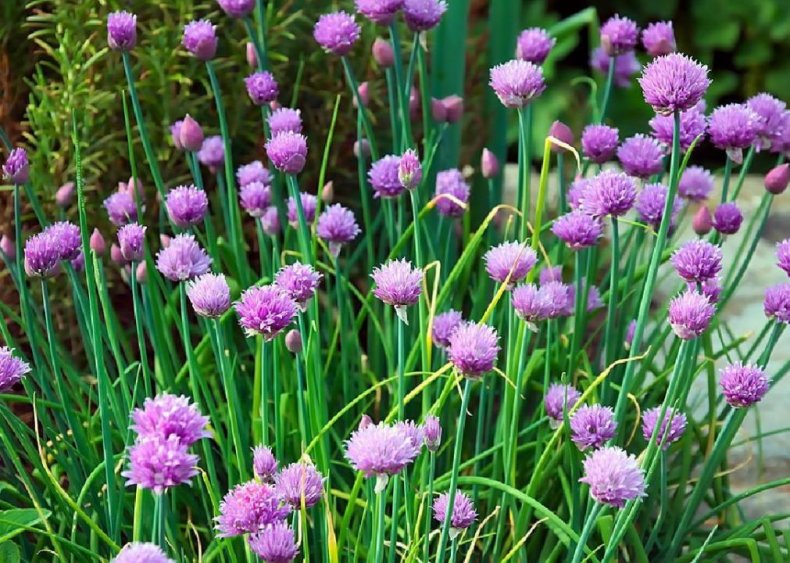 Chives