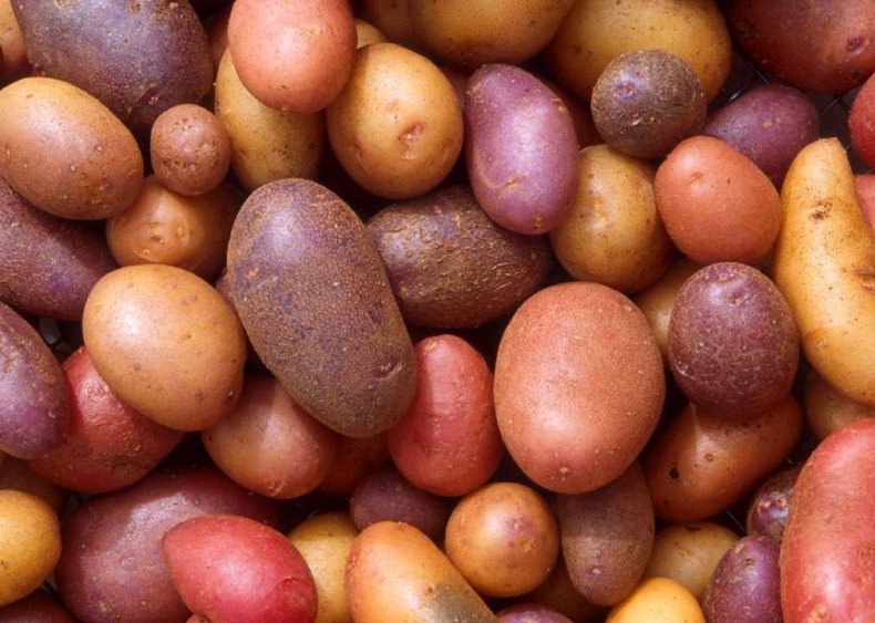 Potato