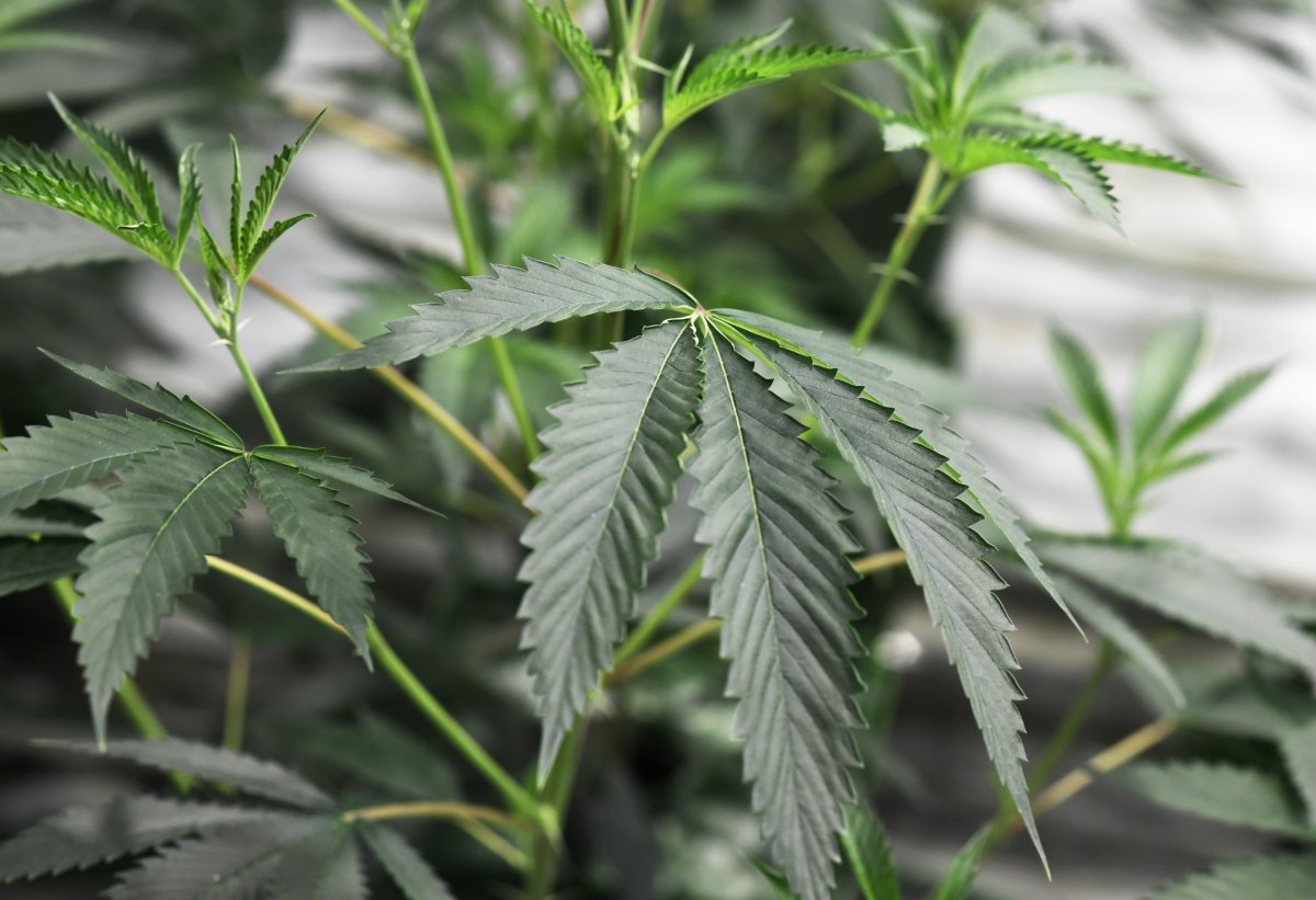 Marijuana Decriminalization Senate Bill
