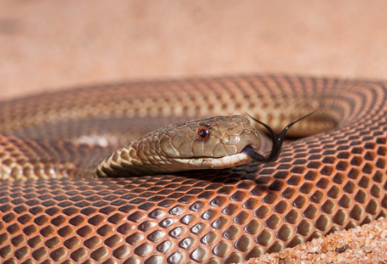 Stock: Mulga Snake