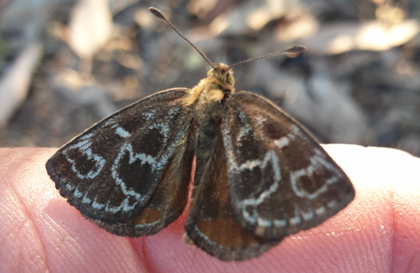 Dog Walker Spots Critically Endangered Moth That Can Only Live for 96 Hours - Vimarsana News