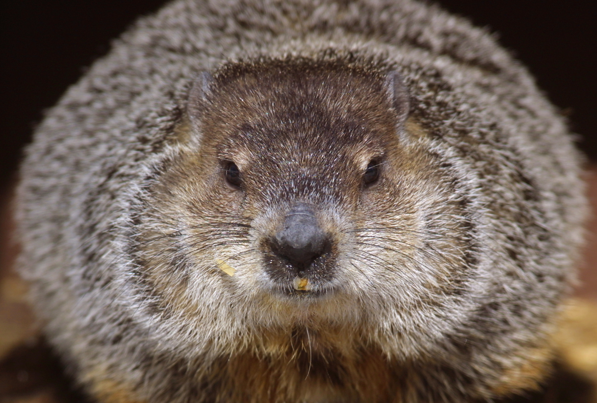 Woodstock Willie Groundhog Breaks With Punxsutawney Phil, Predicts Early Spring