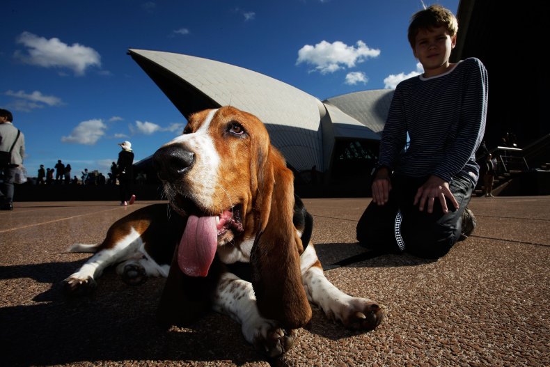 Darwin the dog
