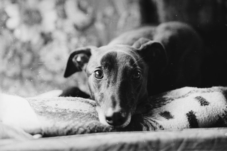 Greyhound
