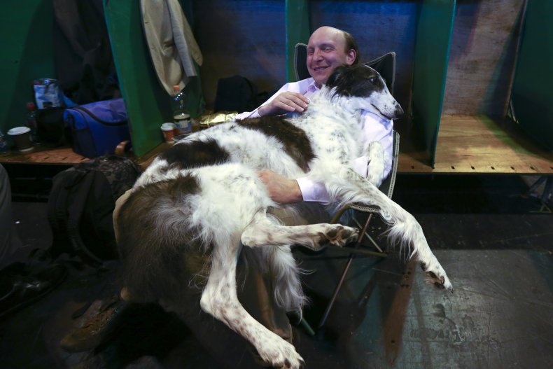 Borzoi