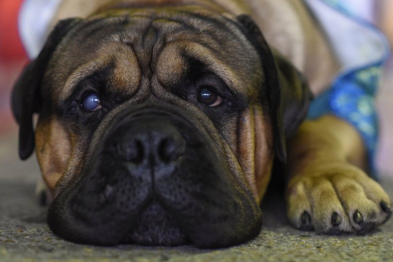 Bullmastiff