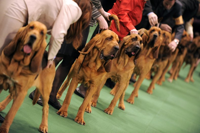 Bloodhounds