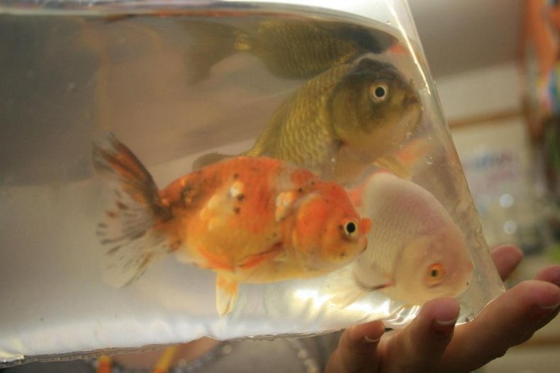 1939: Goldfish swallowing