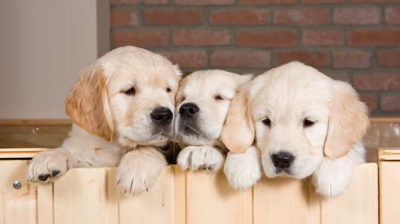dogs