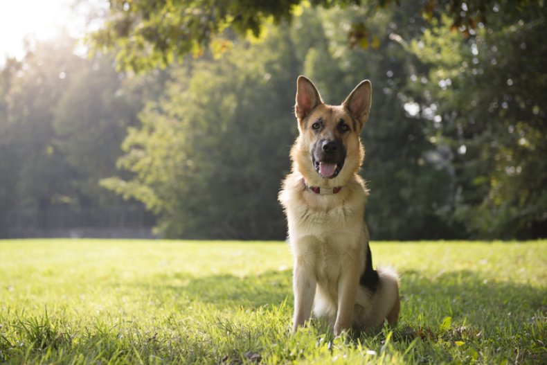 German shepherd in a park