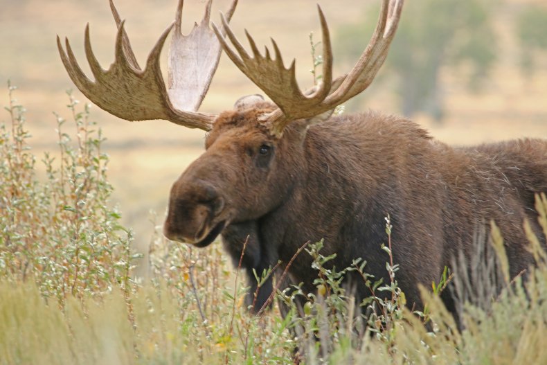 A moose