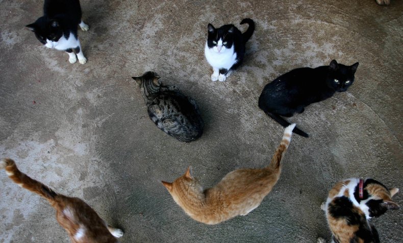 Nebraska Fire Cats Killed