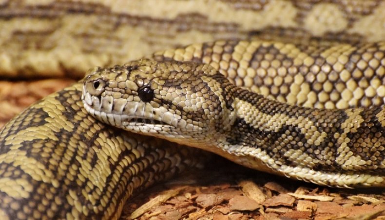 Carpet Python (Morelia spilota) stock photo