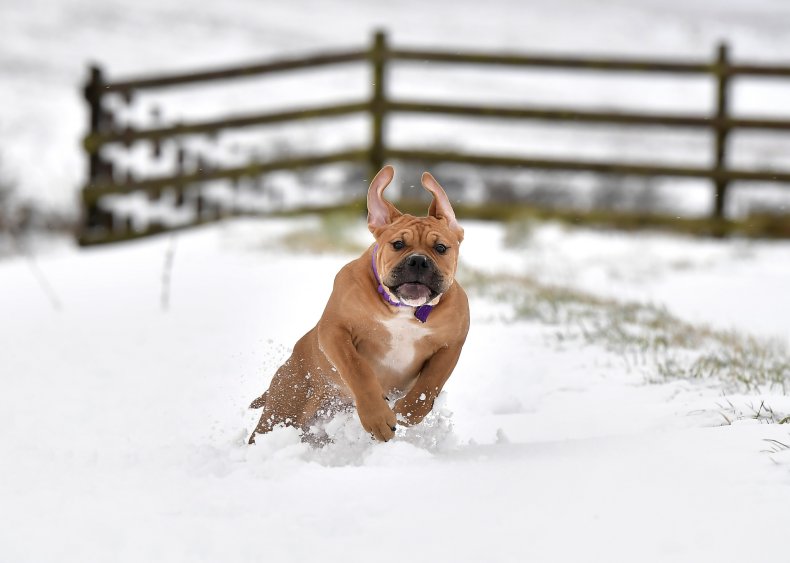 Bull Mastiff