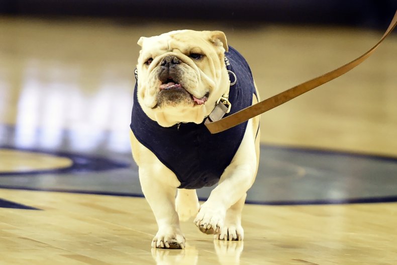 Bulldog