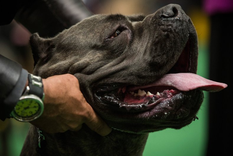 Cane Corso