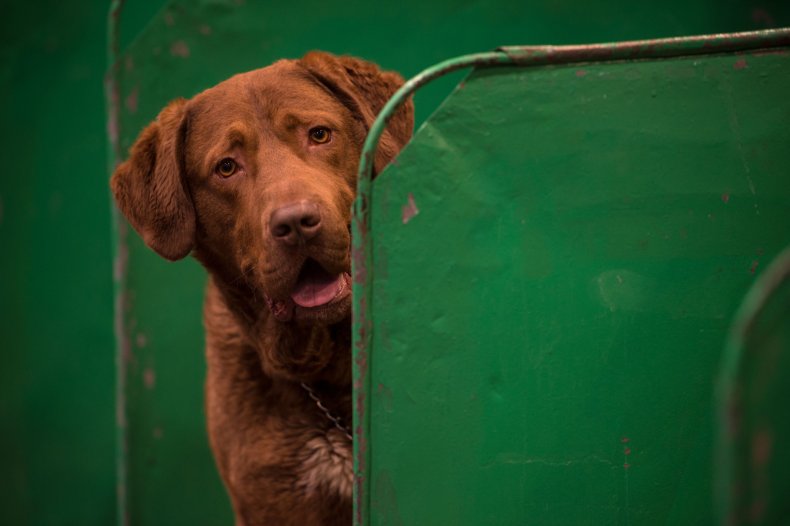 Chesapeake Bay Retriever