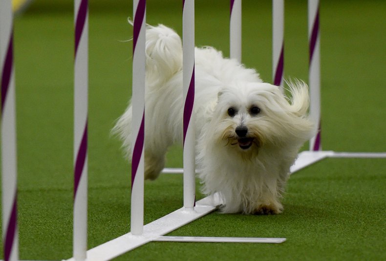 Coton de Tulear