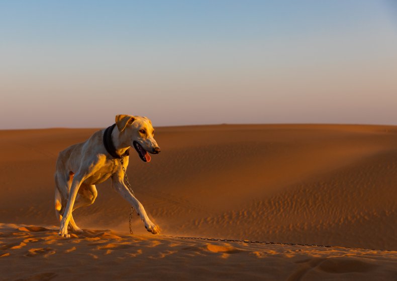 Greyhound
