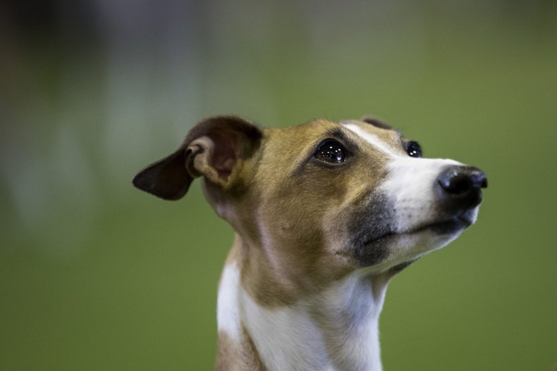 Italian Greyhound
