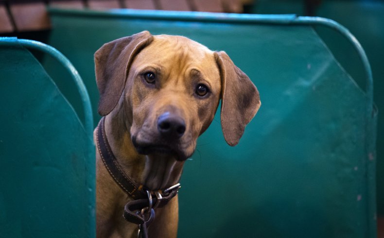 Rhodesian Ridgeback
