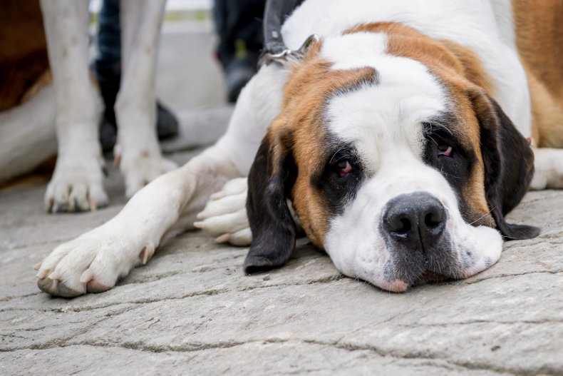 Saint Bernard