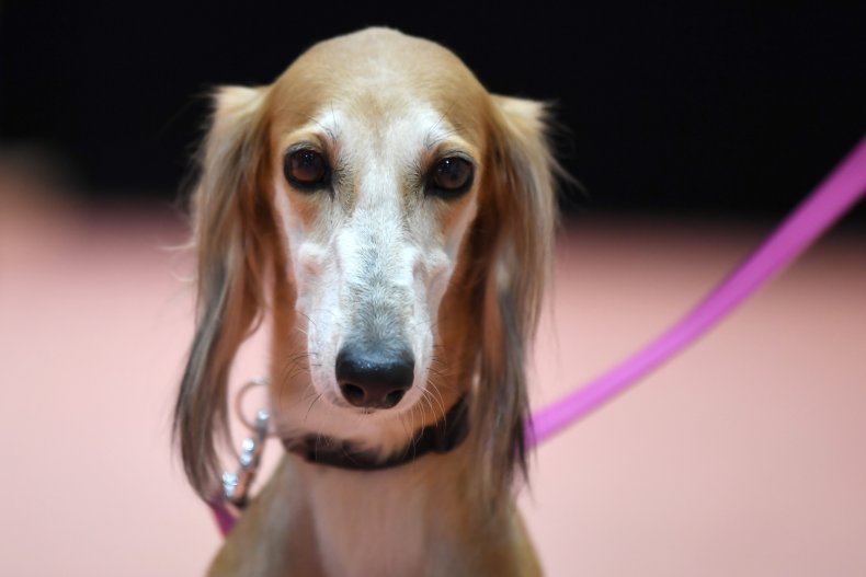 Saluki