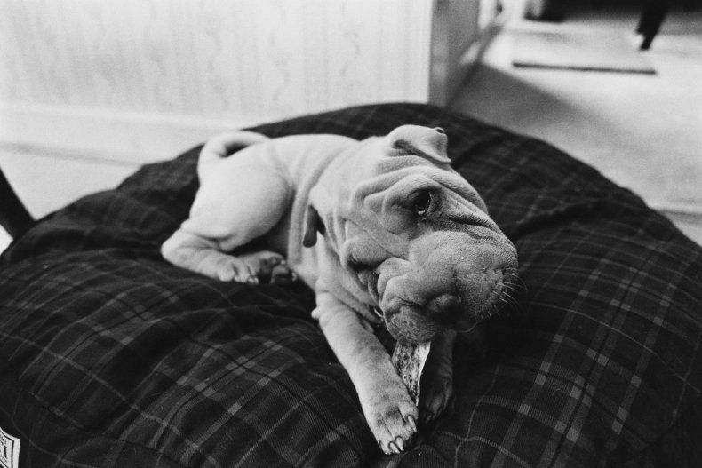 Chinese Shar Pei